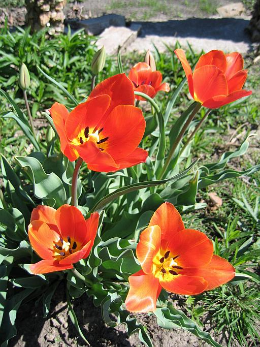Image - 319_1944.jpg